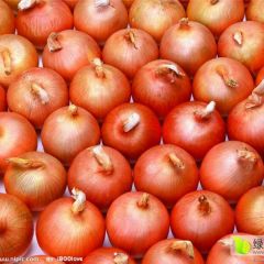 甘肃永昌红葱紫葱黄葱圆葱洋葱