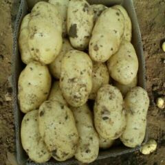 泗水杨柳王宪森4月荷兰系土豆