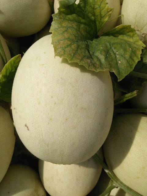 2018年江苏东台玉菇价格
