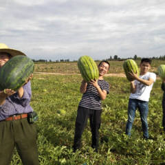 陕西蒲城金城5号西瓜欢迎合作