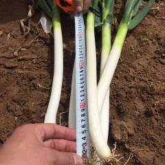 河南卧龙铁杆大葱 长白、质优大葱