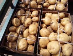 洛阳目前种植土豆规模上万亩