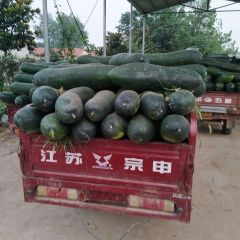 山东郯城甘蓝花菜窝笋，上市中