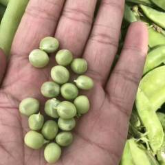 2018邓州五百亩豌豆马上上市了