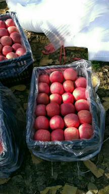 陕西省大荔县两宜镇是一个杂果基地