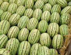 宁夏石头瓜，大量供应中