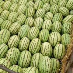 宁夏石头瓜，大量供应中