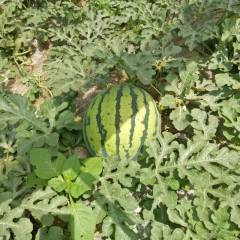 陕西西瓜，苏星058是8424改良品种无籽。