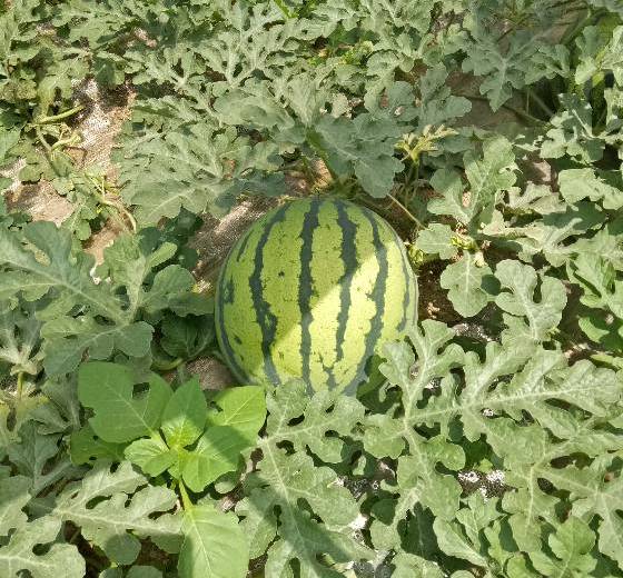 苏星058价格