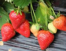 保定市清苑区，草莓种植园