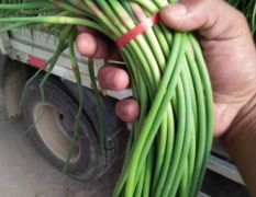 金乡红毛蒜苔大量供应中，苔条好青绿，无斑点