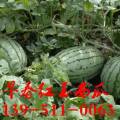 东台早春红玉西瓜代办