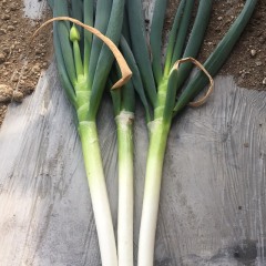 2018坊子大葱 露天牙葱，便宜了
