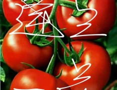 坊子西红柿大量上市，有机无农药