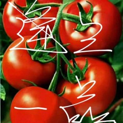 坊子西红柿大量上市，有机无农药