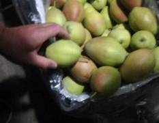 2018辛集红香酥梨有大量种植