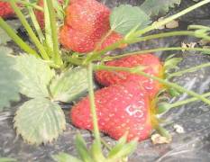 清苑草莓品种多，质量好
