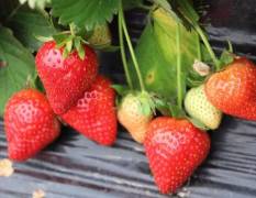 保定市农产品种植园，草莓基地