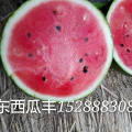 昌乐城南丰宽升4月甜王系列西瓜