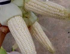 弥勒新鲜糯玉米正在大量上市中