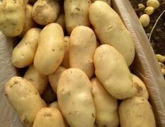 肥城大棚荷兰十五土豆大量上市
