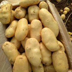 肥城大棚荷兰十五土豆大量上市