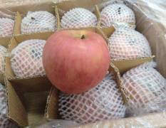 沙市库存苹果平均每箱 毛重能达到35斤