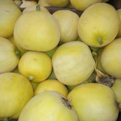 费县我镇几万亩的甜瓜主要有星甜20