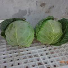 新野大面积供应甘蓝，洋葱，土豆等蔬菜