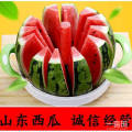 2018青州西瓜品种优良繁多