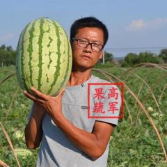 陕西直播金城五甜王黑皮无籽大量供应中！