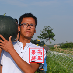 黑皮无籽西瓜走俏南方各大市场