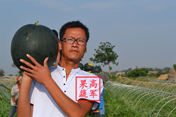 黑皮无籽价格