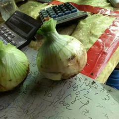 山东郯城红花镇万亩黄皮洋葱大量上市