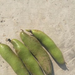 江苏大丰青蚕豆即将上市