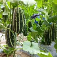 优质甜瓜品种，博洋九，博洋六一，羊角蜜大量供应