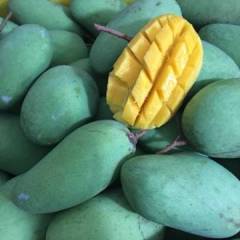 大量供应精品芒果，欢迎认养批发，自有基地一