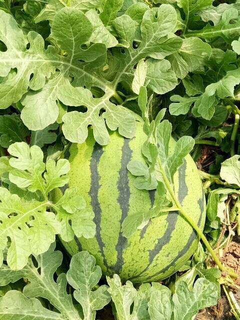 泗水大棚西瓜现已大量上市成熟