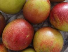 宜城油桃欢迎合作 油桃已经大量上市了