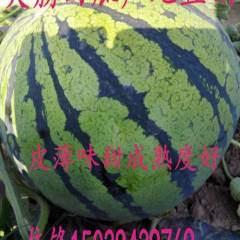 2018陕西大荔西瓜月中旬到   7月份中旬