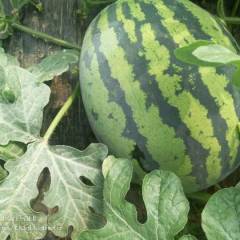 河北省清苑县西瓜五月二十号开始上市