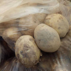 河南新野中薯系列土豆种植面积大，市场需求大