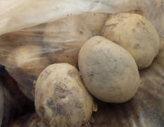 河南新野中薯系列土豆种植面积大，市场需求大