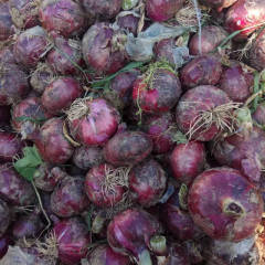河南新野红皮洋葱市场需求量大，品种齐全