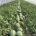 兴化8424大量上市 包装成熟度由客户决定