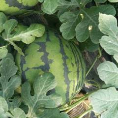 大名鲁青甜王西瓜 欢迎各位老板选购已成熟