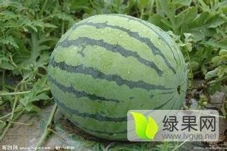 阜城甜王西瓜五一开始上市，持续到七月底