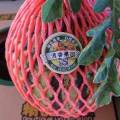 连云合作社长年种植正宗8424西瓜，玉菇