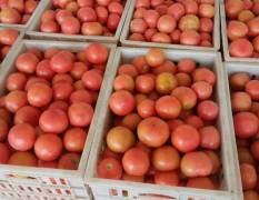 山东曹县硬粉西红柿质量好，颜色鲜亮