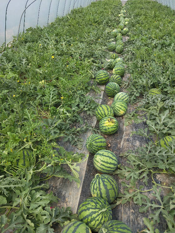 美都大棚西瓜大量上市质量好